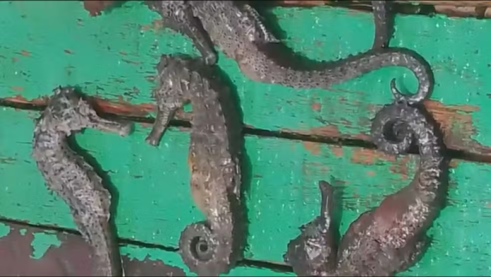 Cavalos-marinhos encontrados mortos no Litoral Sul de Pernambuco