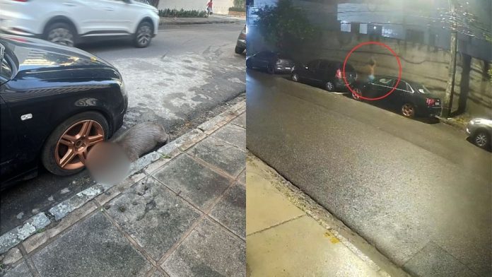 Reprodução/g1